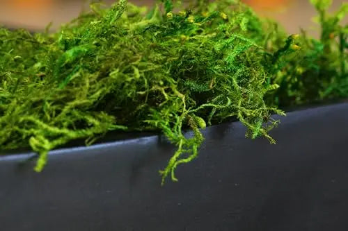 SuperMoss (25320) طحلب الغابة المحفوظ، أخضر طازج، 2 أوقية