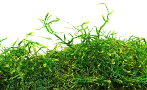 SuperMoss (25320) طحلب الغابة المحفوظ، أخضر طازج، 2 أوقية