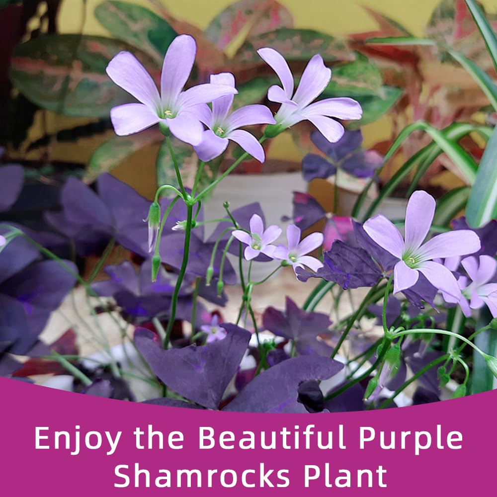 20PCS Purple Shamrocks Bulbs Good Luck Plant Oxalis Bulbs for Planting Indoor or Outdoor Oxalis Triangularis Bulb