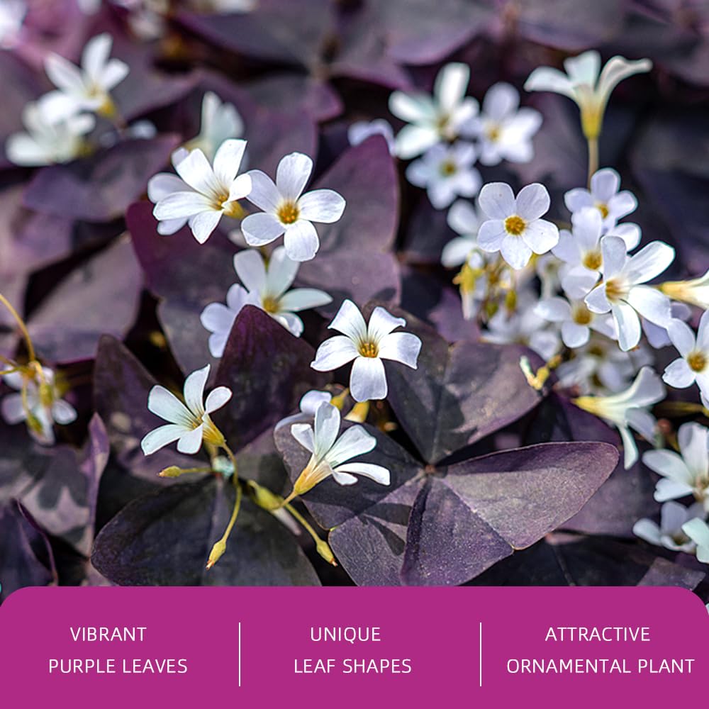 20PCS Purple Shamrocks Bulbs Good Luck Plant Oxalis Bulbs for Planting Indoor or Outdoor Oxalis Triangularis Bulb
