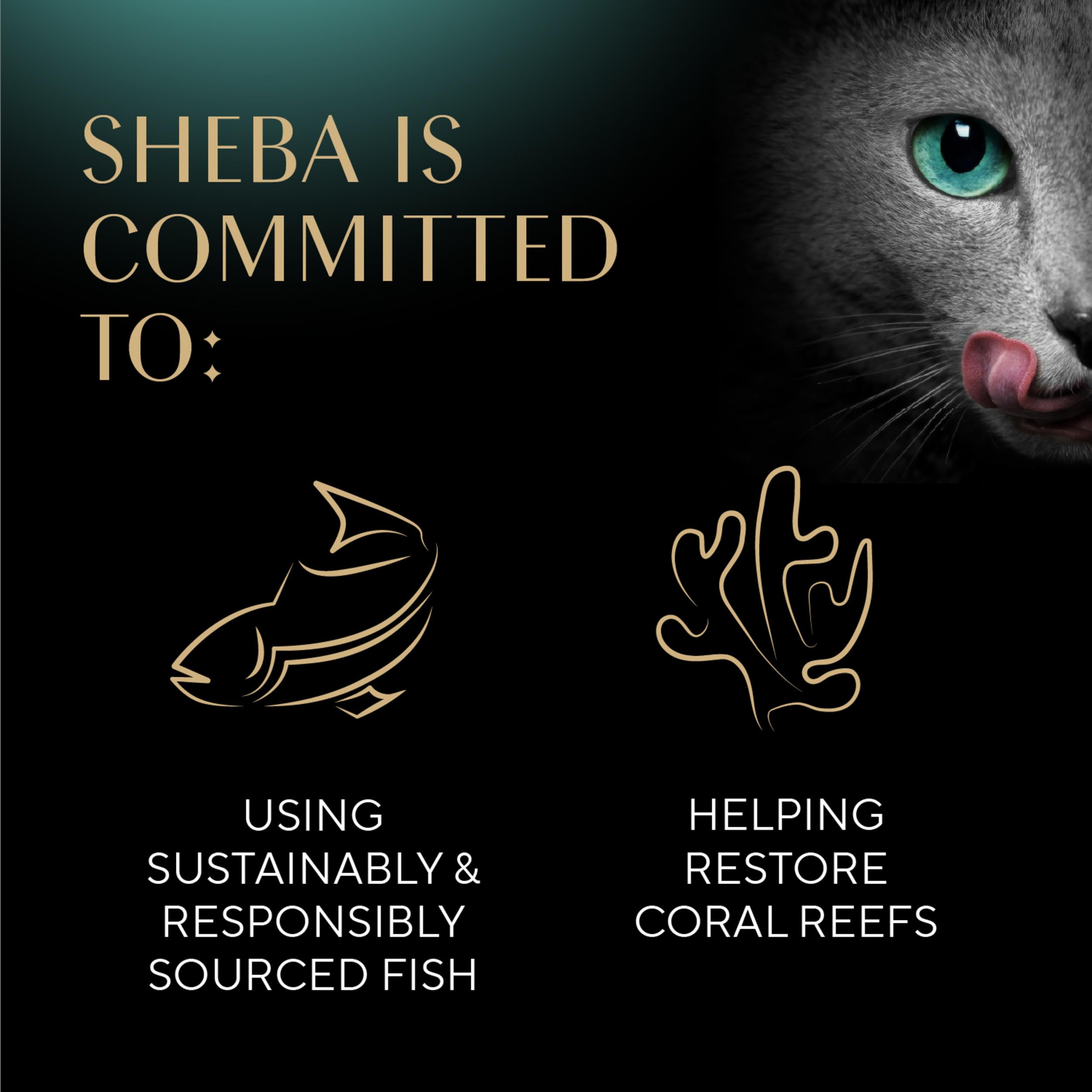Sheba Perfect Portions Wet Cat Food Cuts in Gravy Variety Pack, Roasted Chicken Entree and Tender Turkey Entree, 2.6 oz. Twin-Pack Trays (12 Count, 24 Servings)