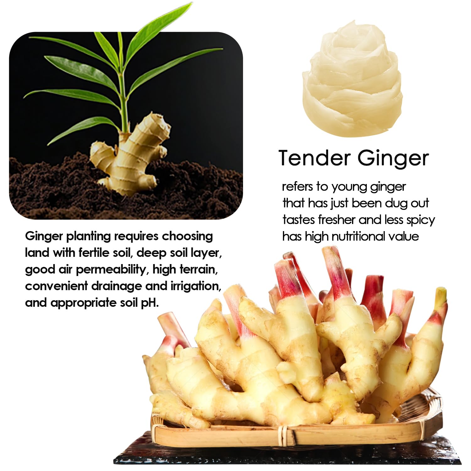 YUHO Pickled Sushi Ginger 24 Oz Japanese White Sushi Ginger Gari Fat Free, Sugar Free, Kosher, Low cal – 2 Jars of 12 oz
