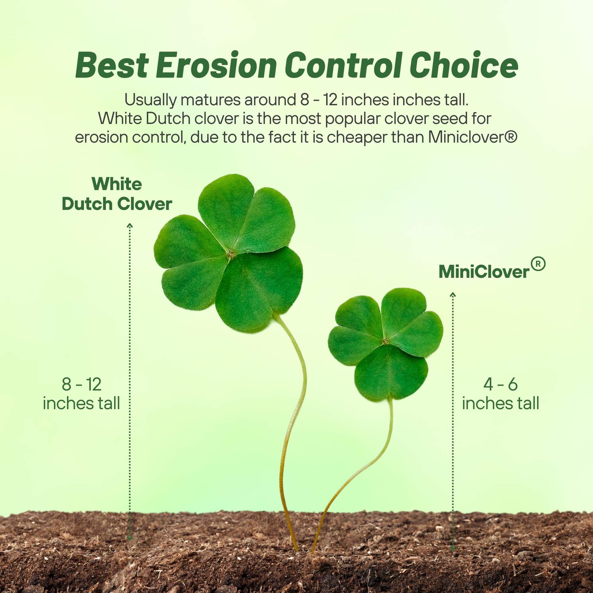 Outsidepride Perennial White Dutch Clover Seed - 2 lbs. Nitrocoated, Inoculated Clover Seeds for Lawn Alternative, Erosion Control, Food Plots, Ground Cover, & Pasture Mixtures in USDA Zones 3-10