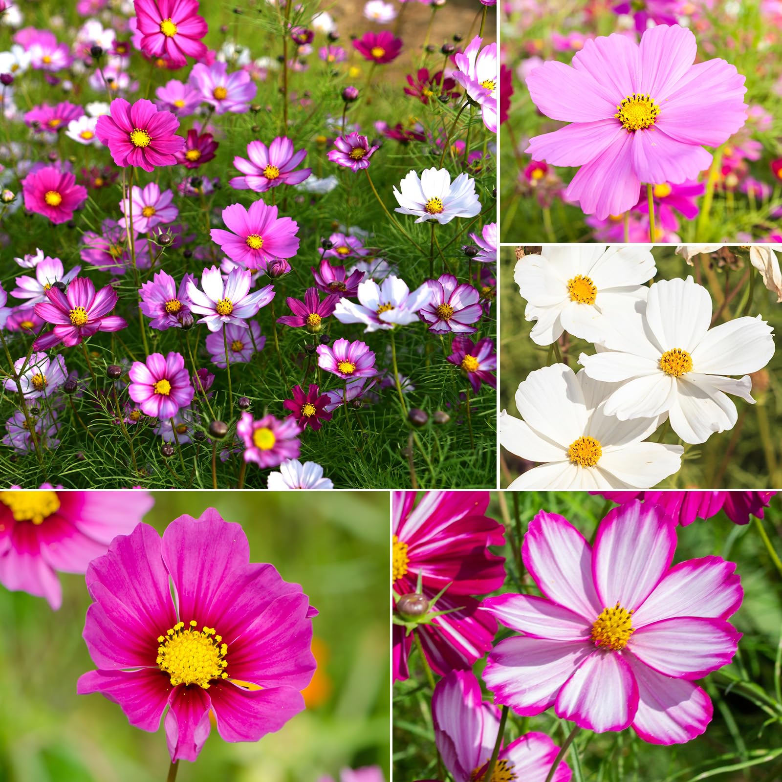 Groundio Cosmos Seeds Wildflower Mix, 1 Oz, Over 3,000 Seeds, 4 Varieties Flowers Seeds for Planting (Radiance, Purity, Pinkie, Picotee), Garden Seeds Open Pollinated Bulk