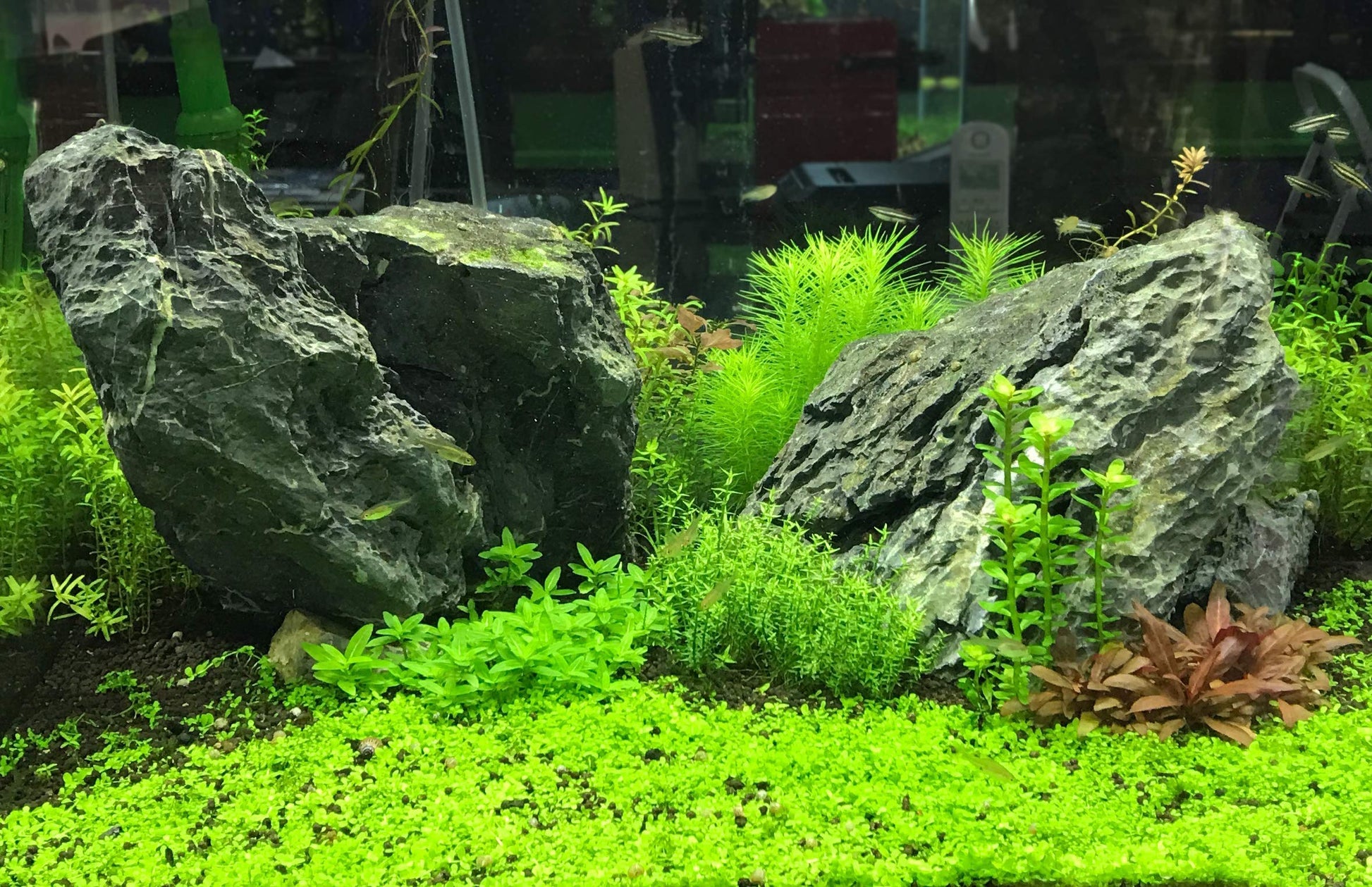 Seachem Flourish Tabs Growth Supplement - Aquatic Plant Stimulant 10 ct